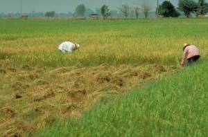 Récolte du riz en Thaïlande. WEBER Jean,  Médiathèque INRA