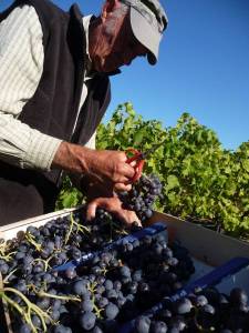 Récolte de Muscat de Provence.Photo de Michel  MEURET, Médiathèque INRA